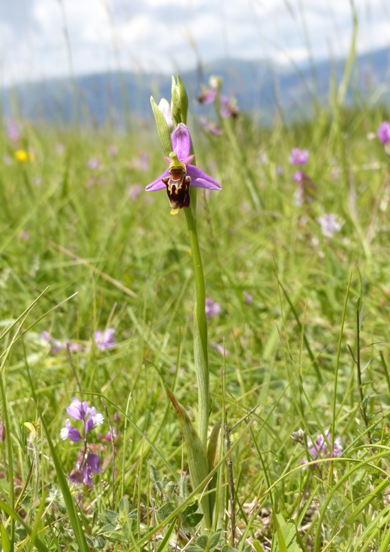 Ophrys apifera x Ophrys holosericea subsp.dinarica, splendidi ibridi nell''aquilano 2021.